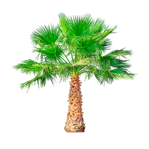 Піла Пальметто (Карлікавая пальма) кампанент складу TestoUltra