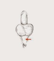 мышцы патэнцыі і іх напружанне для павышэння патэнцыі